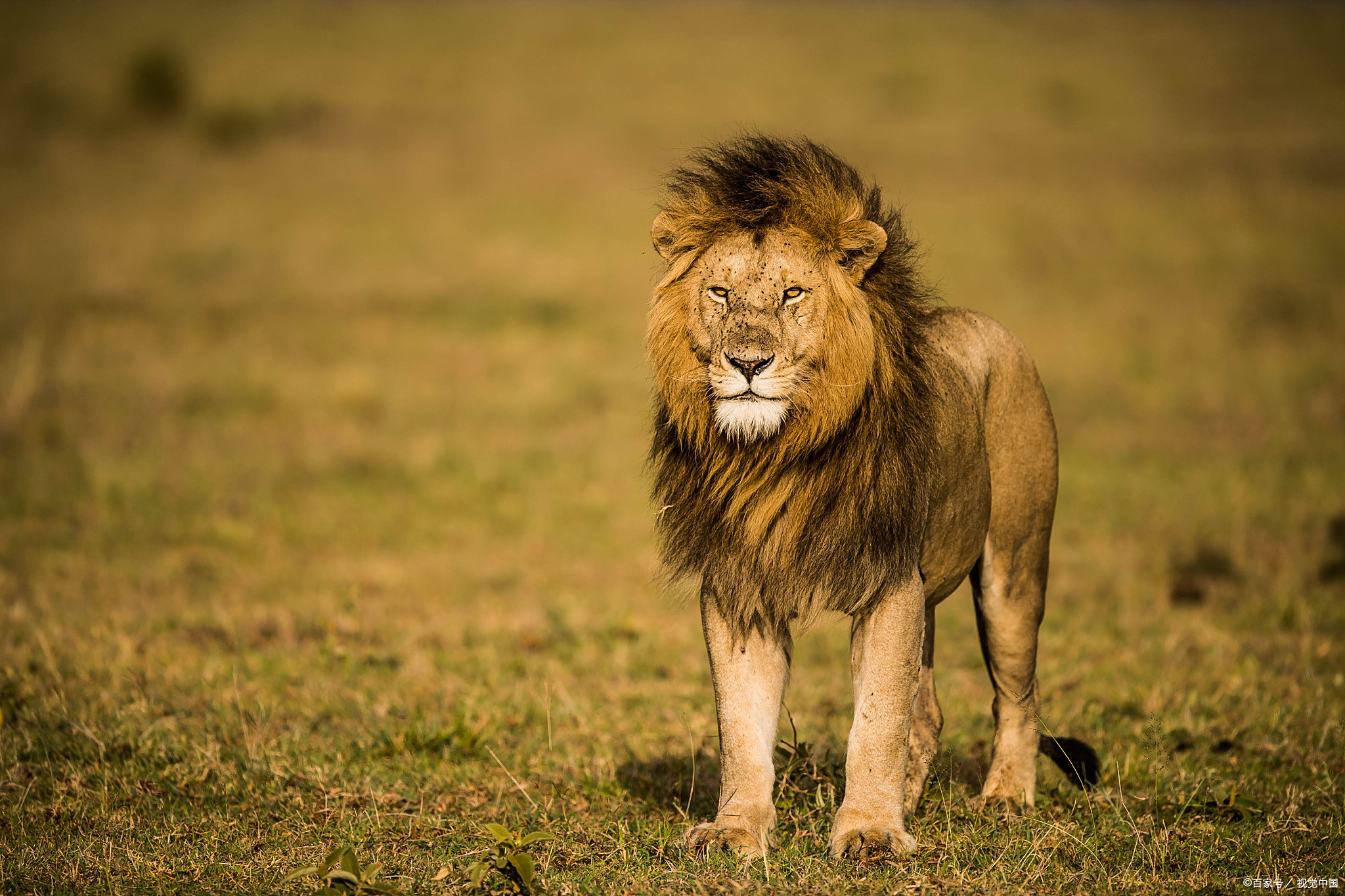 欧超杯冲刺阶段再迎强敌；勒沃库森伤情更新；主帅态度：气氛紧张；高层口径保持一致的简单介绍
